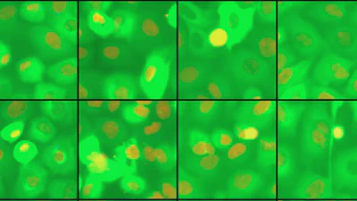 Multi Marginal Temporal Schrödinger Bridge for Video Generation from Static Unpaired Data featured image